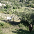 Perfect residence or holiday home in rural Carvoeiro property for private sale with pool and stables